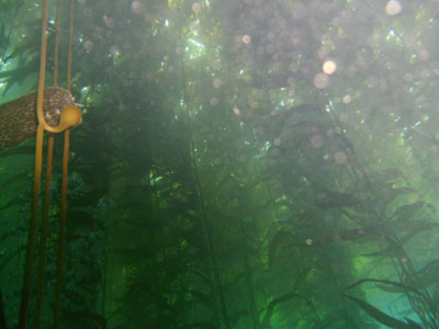 Another view looking up at the kelp roof.