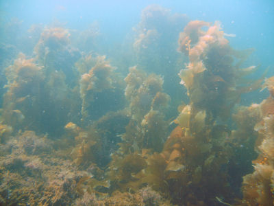 A kelp forest.