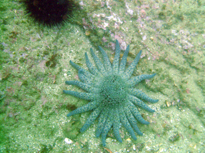 Another Sun Star - I want to eat one just to see what they taste like.