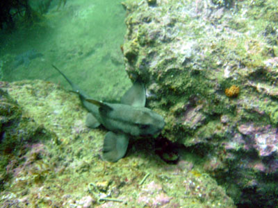 A deadly, man-eating horn shark awaits his next victim.