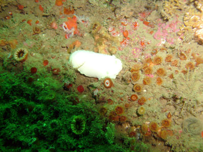 An albino nudibranch.