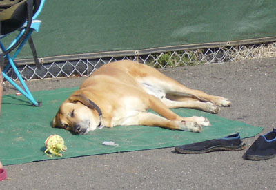 Cyber The Attack Dog consumed the excess beer and bratwursts.