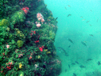 A colorful reef!