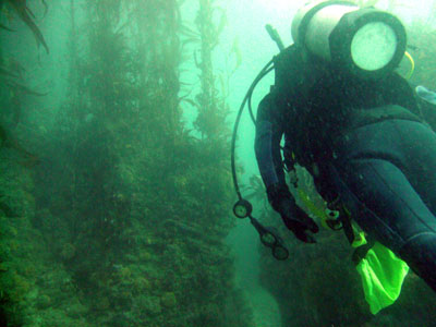 We weaved through the kelp forest before reaching a slight stretch of sand.