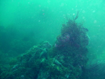 A reef off of Long Point.