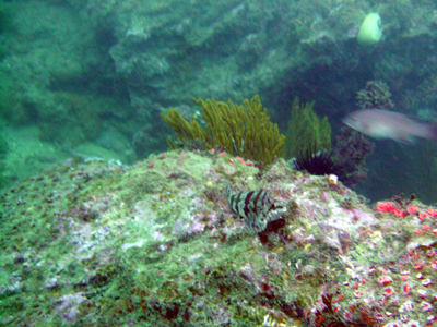 A reef off of Long Point.