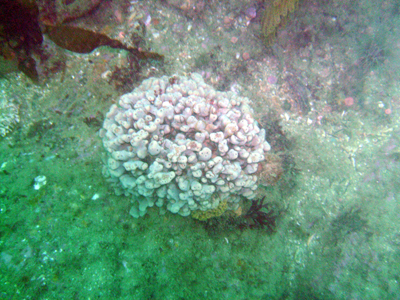 Some kind of Brain plant?