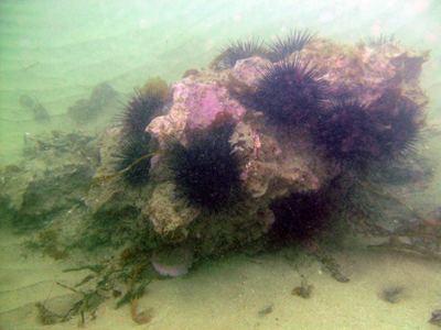 A reef oasis in the middle of a sandy bottom.