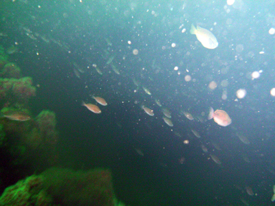 A ladder on the Palawan