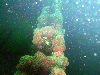 A ladder on the Palawan
