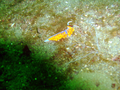 Ohh, Ahh, A spanish Shawl