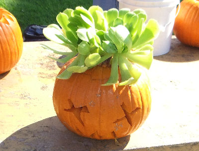 Underwater Carved Pumpkin