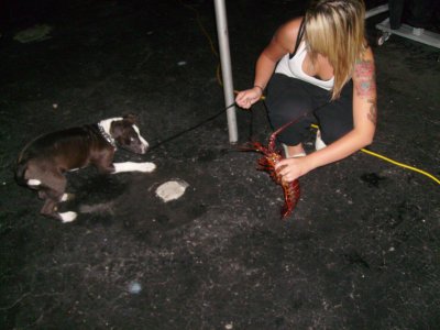 Dog vs Lobster