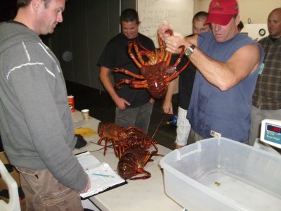 One lucky dude brings in his lobsters.