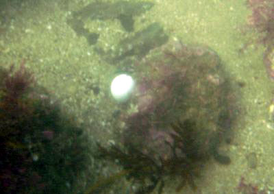 We ran across some of the eggs.