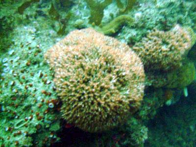 An orange sea blob.