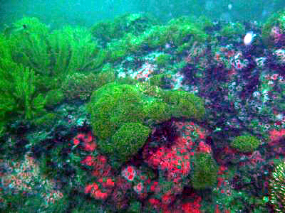 A colorful reef at Long Point.