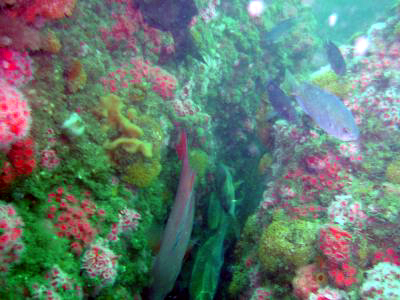 Fish near a reef.