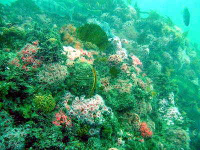 A reef off of Long Point.