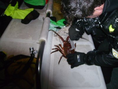 Bob brought up a nice sized bug that's two inches over legal.