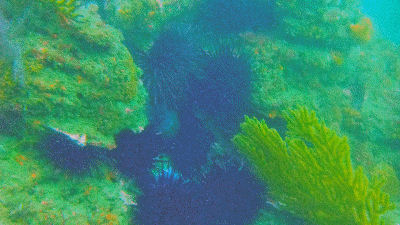 Diving Terranea Resort - 120 reef