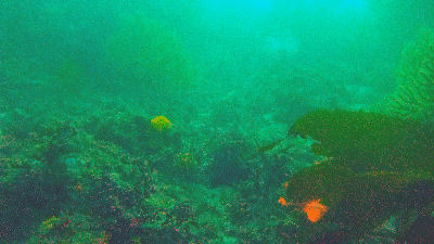 Diving Terranea Resort - 120 reef