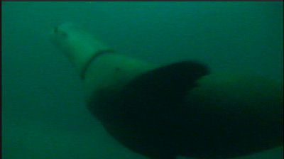 Dive bombing seal