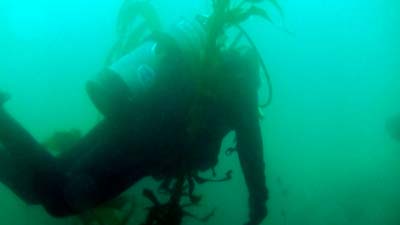 Diver off of Terranea Resort