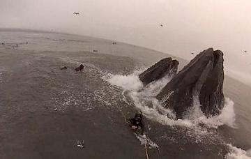 Divers Almost Get Eaten By Whales