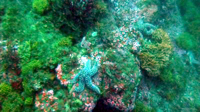 Star fish on a reef.