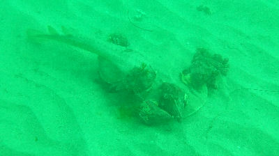 A dead Pacific Electric Ray is food for local conch.