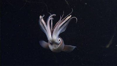 Creepy Squid