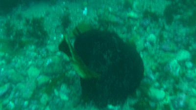 Giant Sea Slug