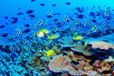 The Great Barrier Reef, Australia