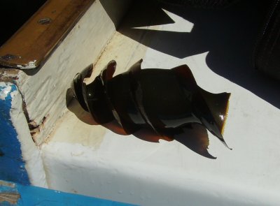 Horn Shark Egg