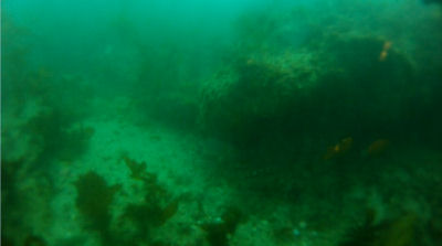 Reef off of Terranea Resort