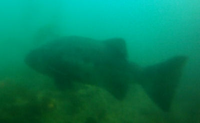 A Black Sea Bass