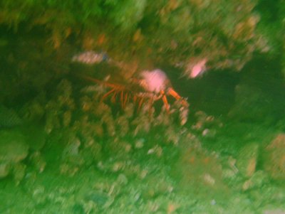 Military Bob spotted a lobster.