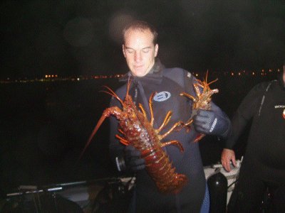 A 'bull' compared to a 'legal' lobster