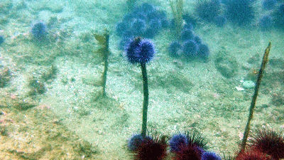 Sea Urchins climb sea weed.
