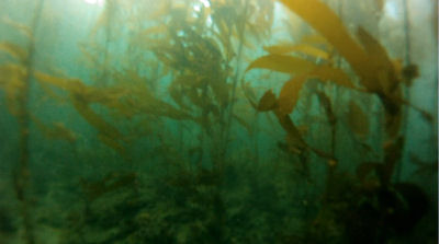 Going through the kelp.