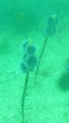 A sea urchin mace