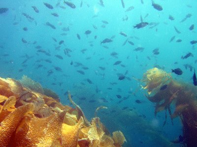 Fish swarm off of Ship Rock.