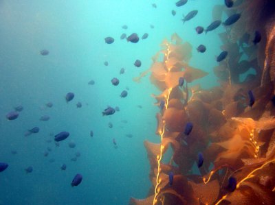Fish around kelp.