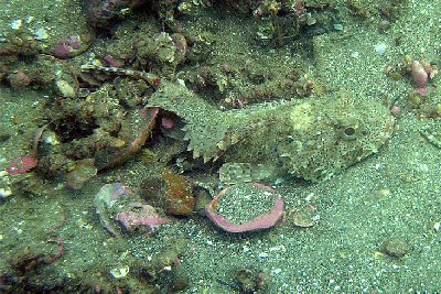 A rock fish, or scorpion fish?