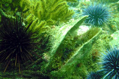 An abandoned Scallop Shell