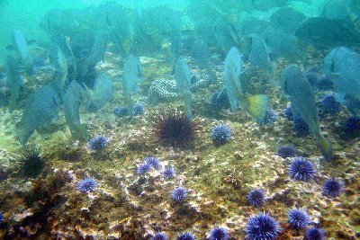 Over over a Long Point Reef