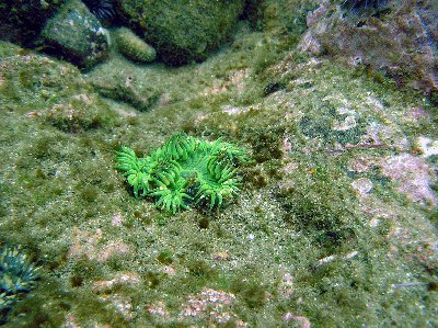 A green anemone.