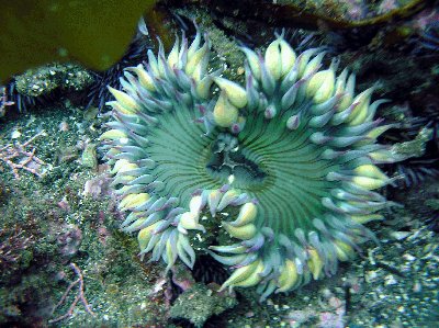 A green anemone