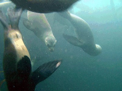 Stalked by sea lions.